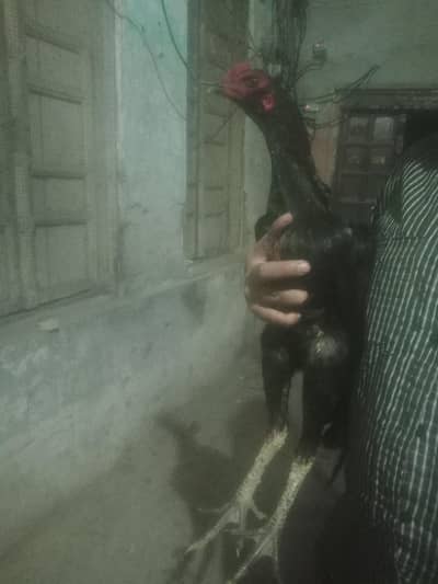 pure Thai jet black Ptha