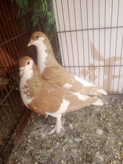 Lal Sherazi ghandi daar