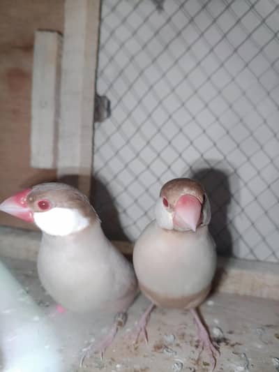 Fawn Jawa Breader pair