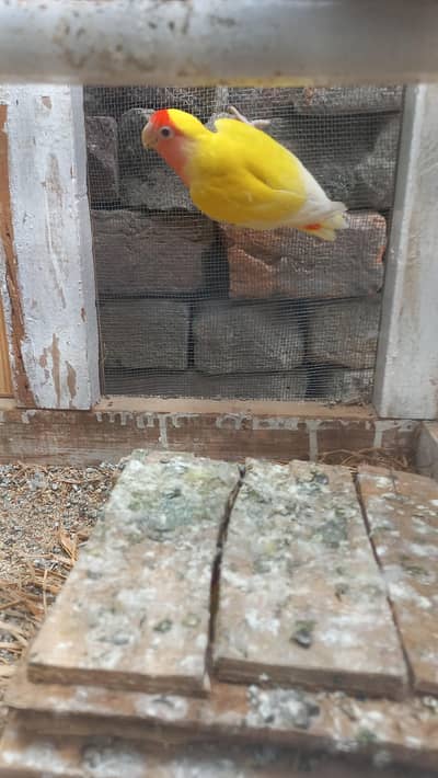 love bird