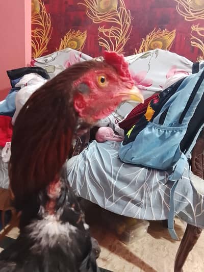 donon ke price alag hai