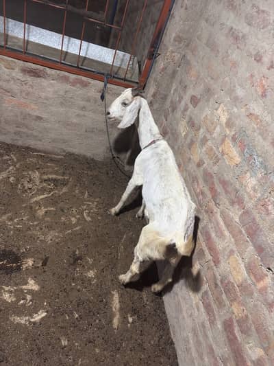 BAKRI FOR SALE