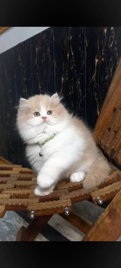 Persian Top Quality kittens , white blue eye & bi colour