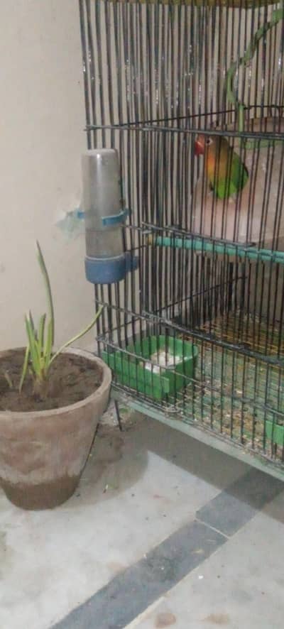 fisher parrots for sale