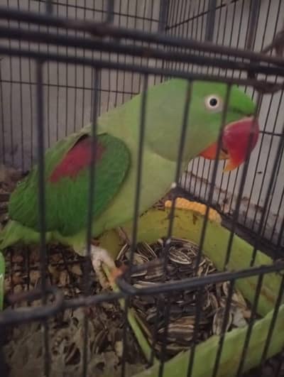 Raw parrot female