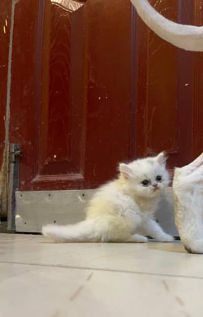 Kittens Persian