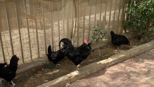 austrolorp hens