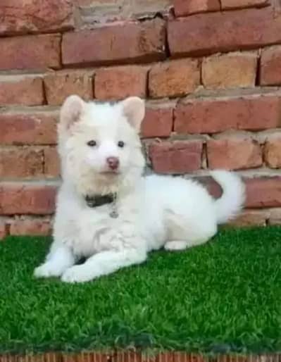 Russian puppies dog helthy and active for sale
