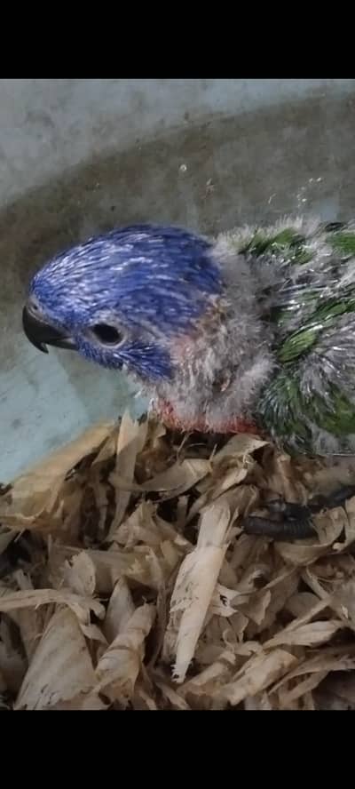 lories and raw chick available