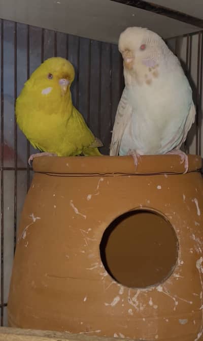 lutino king exhibition pair budgies