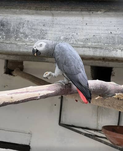 Jambo size mal grey sal out ha