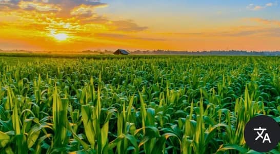 Agriculture Land required on rent / lease for 5-10 years.