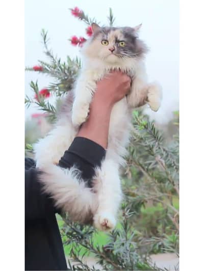 Persian cat | triple coat | Persian Female cat for sale