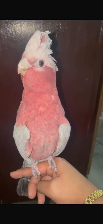 Gala Cockatoo
