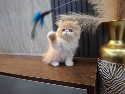 peki/piki cfa bloodline male kitten