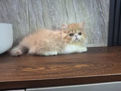 peki/piki cfa bloodline male kitten