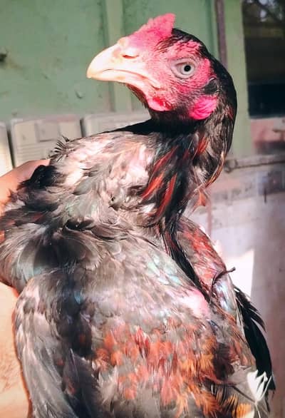 HIGH QUALITY MIAWALI ASEEL