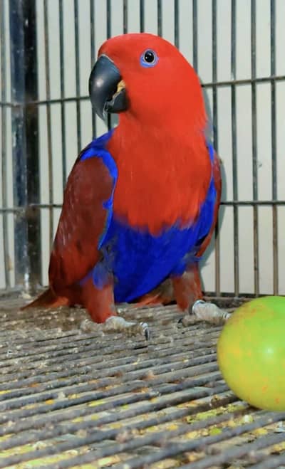 Eclectus
