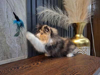 peki/pkii female kitten cfa bloodline