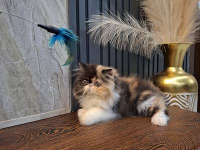 peki/pkii female kitten cfa bloodline