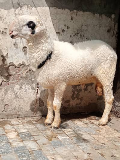 heavy weight VIP Mundra