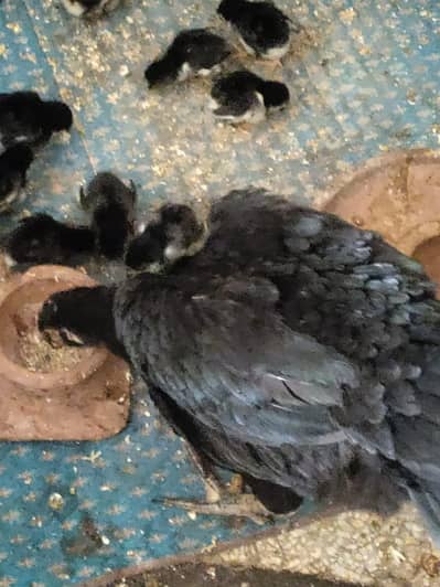 Thai hint bread chicks