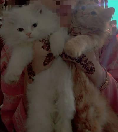 persian pair for sale