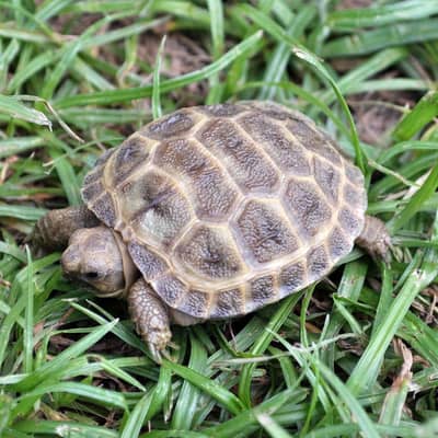 tortoise baby