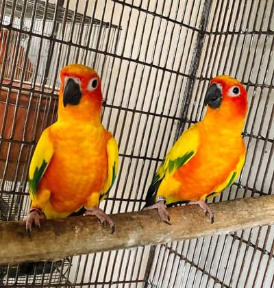 Suncheek,Sunconure,pineapple,blue turquios