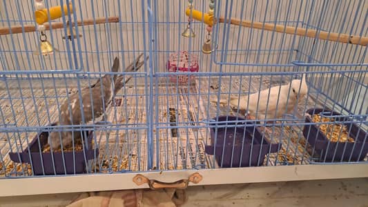 2 cockatail birds with cage.