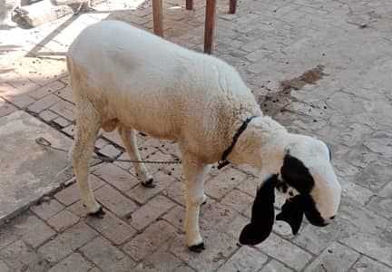 beautiful heavy chatra for qurbani 2026