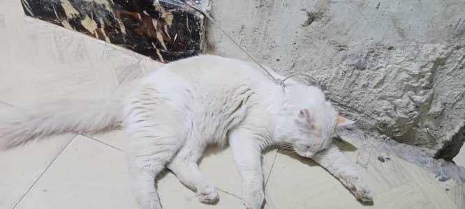 “Friendly Home Raised Cat Available