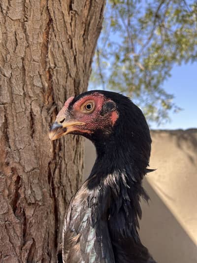 O German shamo female/hen/madi/murgi