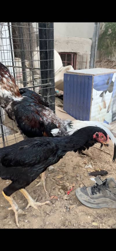 O German shamo female/hen/madi/murgi