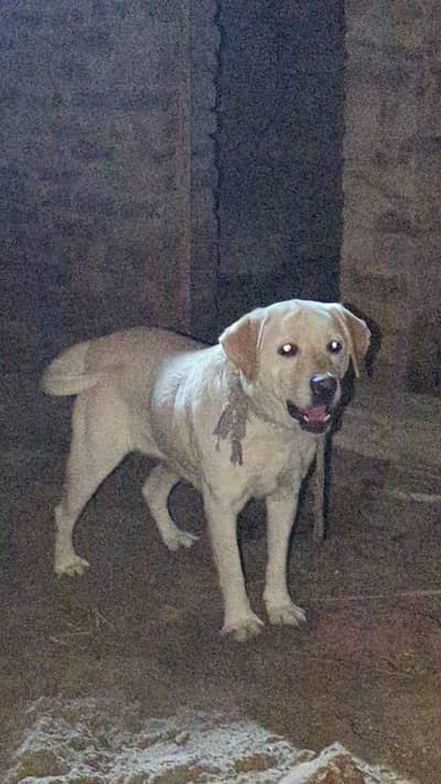 Labrador female looking for new home