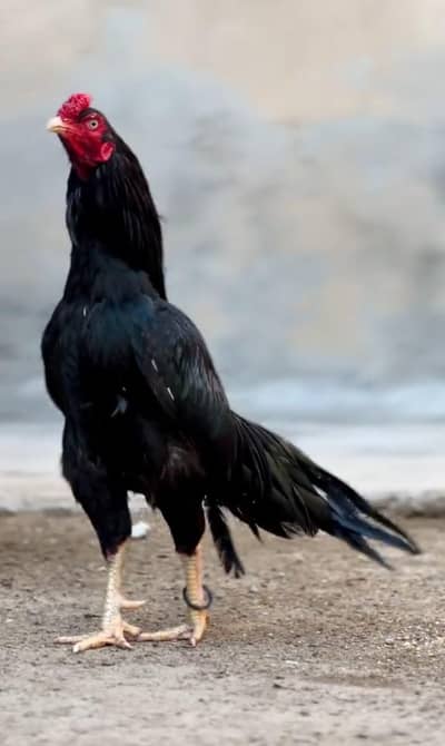 Miawali Lasani Aseel Murga