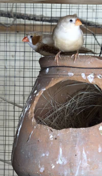 Mutation zebra finches