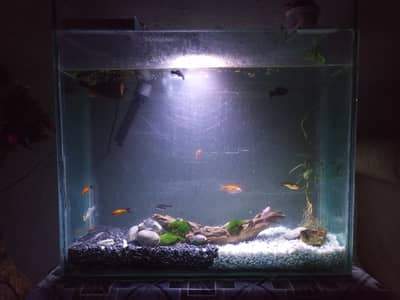 full aquarium setup for sale  with fishes