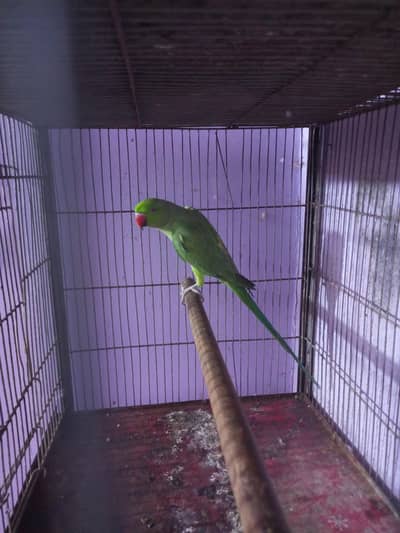 Green ringneck parrot 