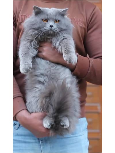 Persian cat | triple coat | Persian male cat for sale