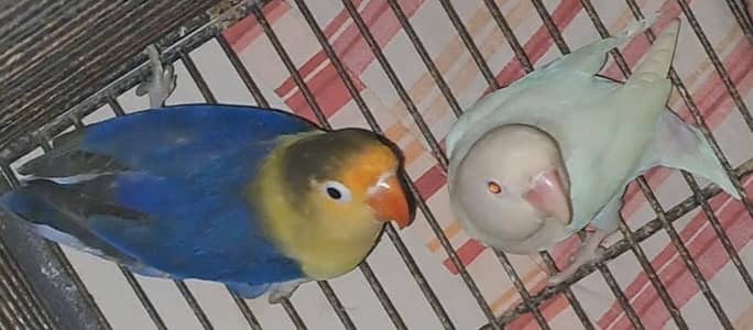 Albino Red Eye with DNA + Violet Parblue. (Price: 4500] 03116130712