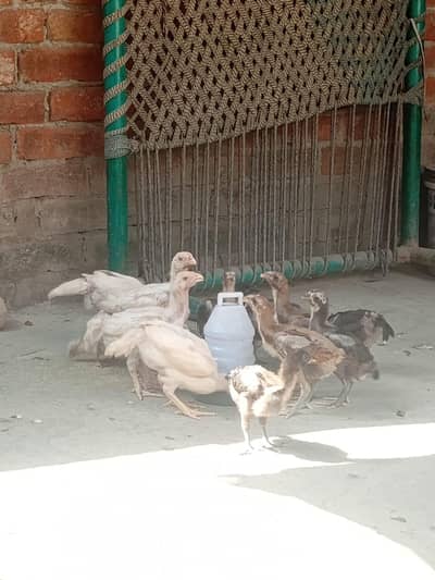 Dragon Shamo chick's Quality