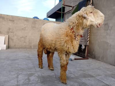 Mundra chatra | kajla |sheep | Bakra | Bakri