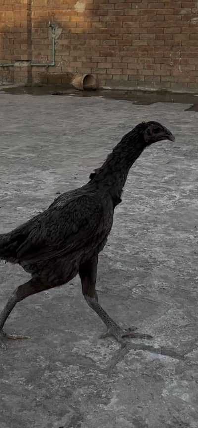 Blue dragon breeder female