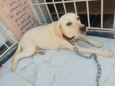 Labrador female dog for sale