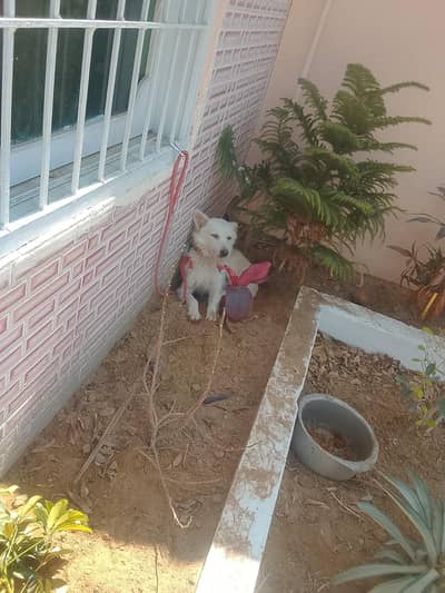 swiss shepherd for sale