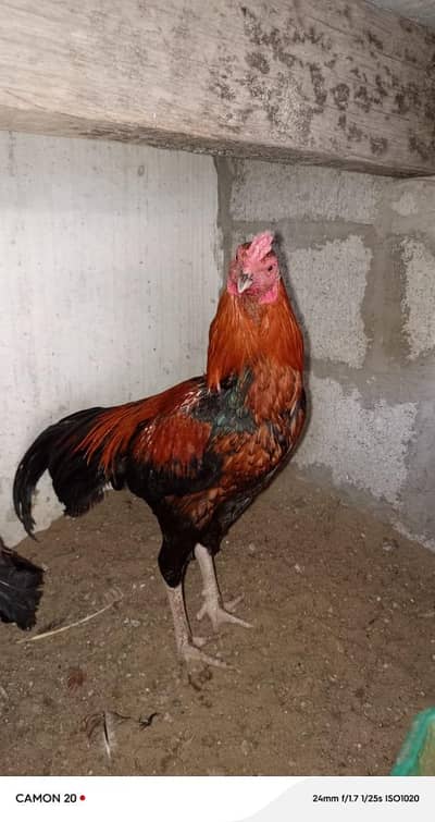 bahtreen breed ha ghar ki