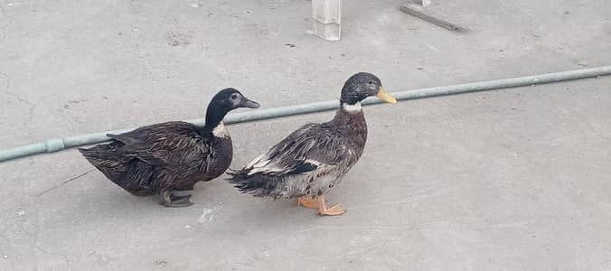 aoa duck pair for sale