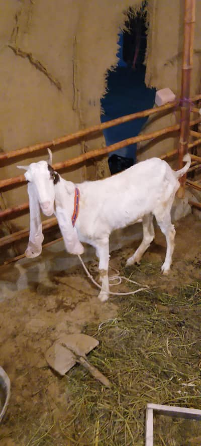 Gulabi bakri for sale