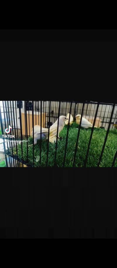 lady gouldian finch chicks available